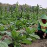 Pakar Hukum: RPP Pengaturan Produk Tembakau Harus Pertimbangkan Seluruh Aspek