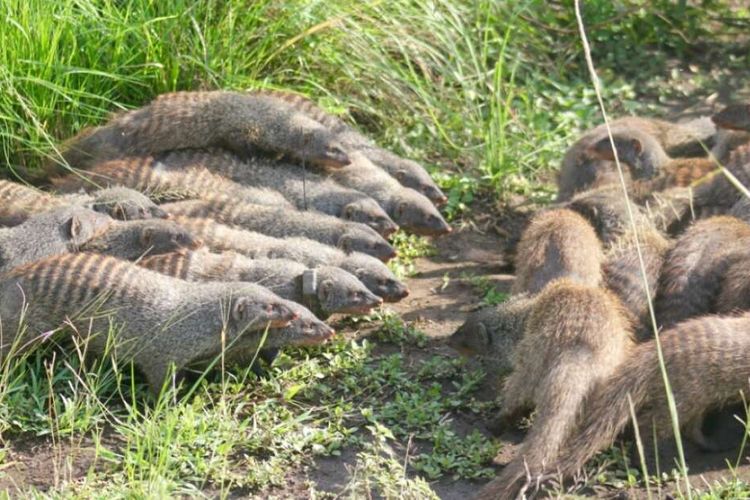 Perang luwak diawali oleh betina. Penelitian menunjukkan jika perilaku satwa itu dilakukan untuk mencari jantan.