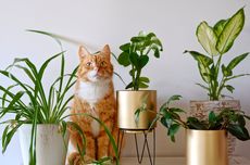 Ahli Ungkap Tanaman Catnip Simpan Efek Tersembunyi untuk Kucing, Apa itu?