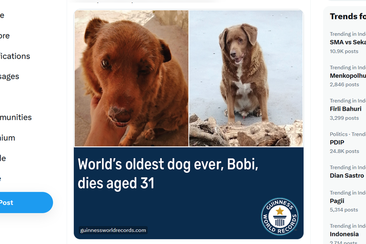 Anjing tertua di dunia Bobi meninggal dunia.