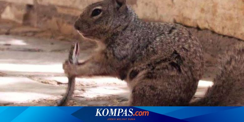 Jangan Remehkan Tupai Mereka Bisa Makan Ular Hidup Hidup