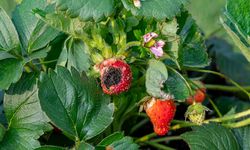 5 Jenis Penyakit Tanaman Strawberry dan Gejalanya