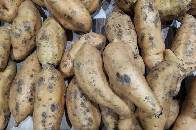 ilustrasi ubi cilembu. 