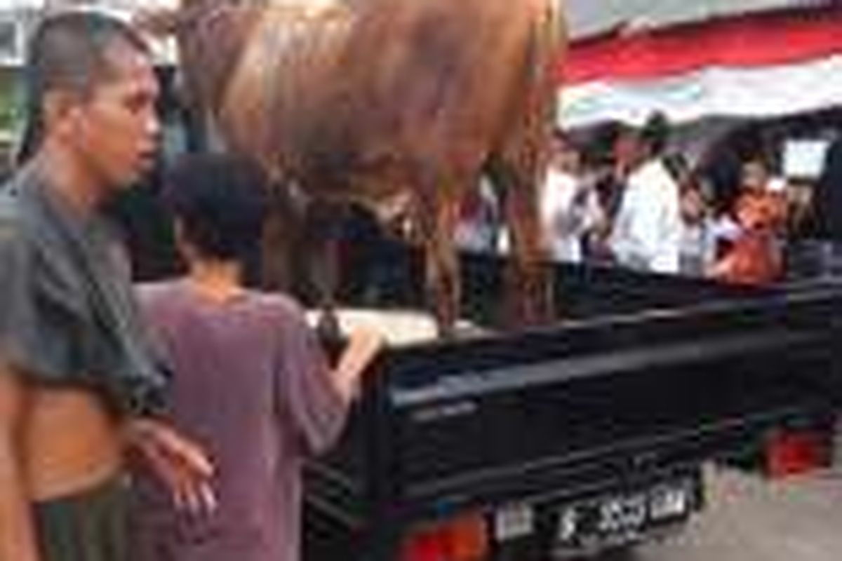 Warga Luar Batang mengembalikan sumbangan dua ekor sapi yang dikirim Gubernur Basuki Tjahaja Purnama atau Ahok