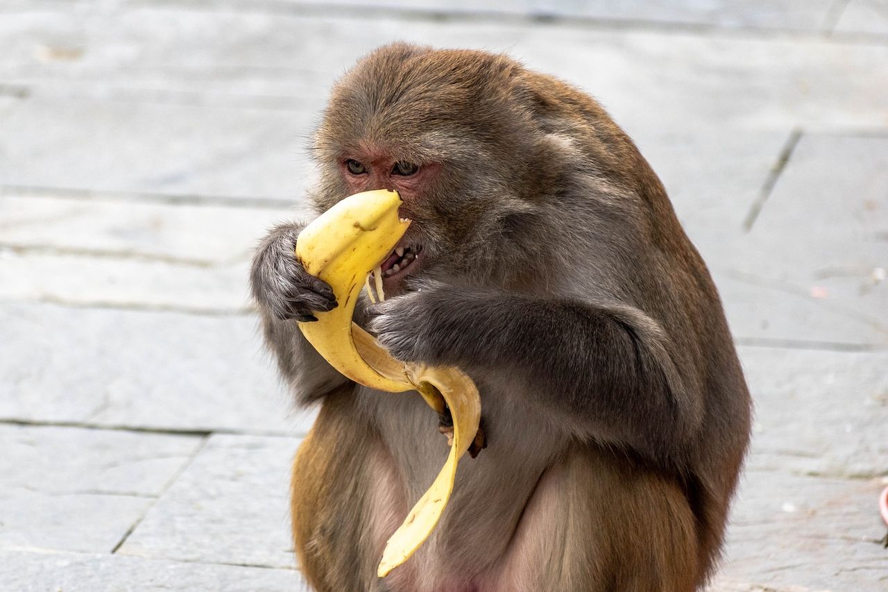 Monyet Liar Masuk Permukiman Warga di Banjarbaru, Serang 4 Orang hingga Luka-luka