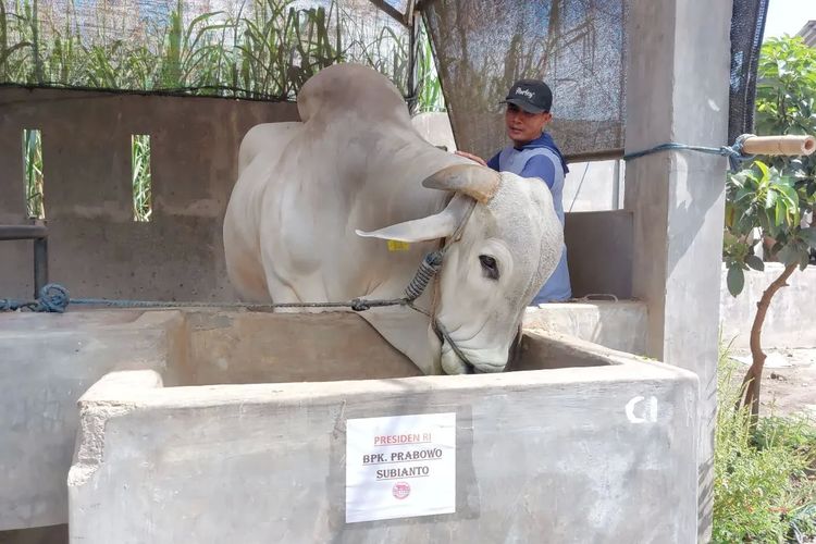 Prabowo Beli Sapi Peranakan Ongole untuk Idul Adha 2025, Berapa Harganya?