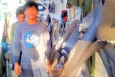 Perlindungan ABK Indonesia di Kapal Ikan Asing Belum Optimal, Ini Sebabnya