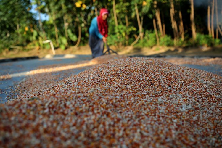 Kati menjemur jagung pipil hasil panen di desa Tegal Yoso, Purbolinggo, Lampung Timur, Jumat (28/7/2017). Kati beserta suaminya, Atmo Parigi, bekerja sebagai petani sekaligus melindungi sawah dan kebunnya dari kawanan gajah liar.