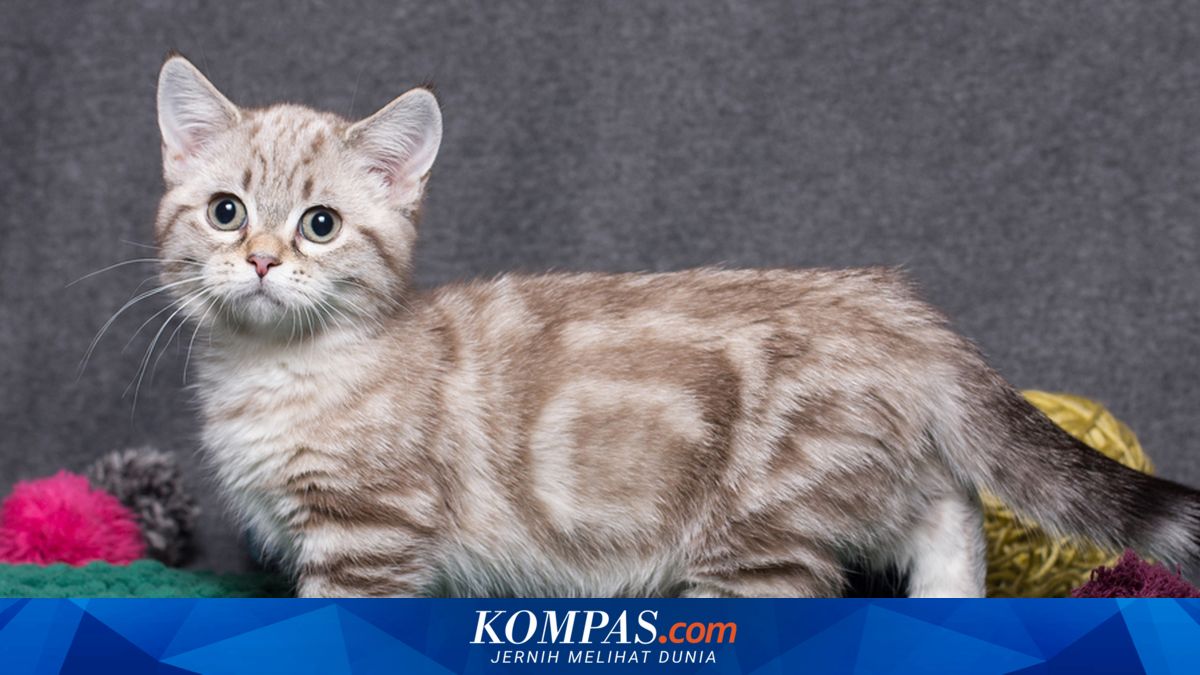 Sama-sama Kucing Berkaki Pendek, Apa Beda Ras Munchkin dan Minuet?