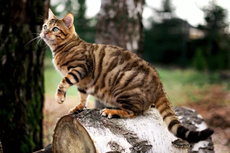 Mengenal Ras Toyger, Kucing Eksotis yang Mirip Harimau