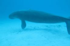 Video Viral Diduga Ikan Duyung di Pantai Ambon, Benarkah Ada?