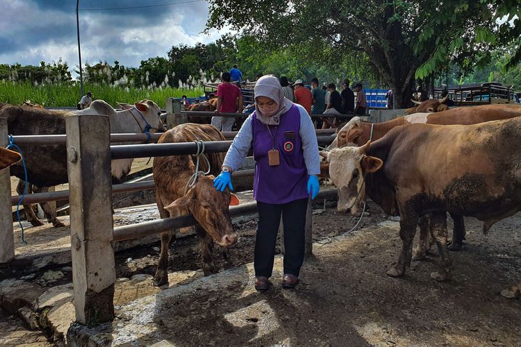 Petugas memeriksa sapi di Pasar Hewan Siyono Harjo, Playen, Gunungkidul, Jumat (13/5/2022). Dinas Peternakan dan Kesehatan Hewan (DPKH) Gunungkidul melakukan pemeriksaan ternak untuk mengantisipasi Penyakit  Mulut dan Kuku (PMK) pada ternak.