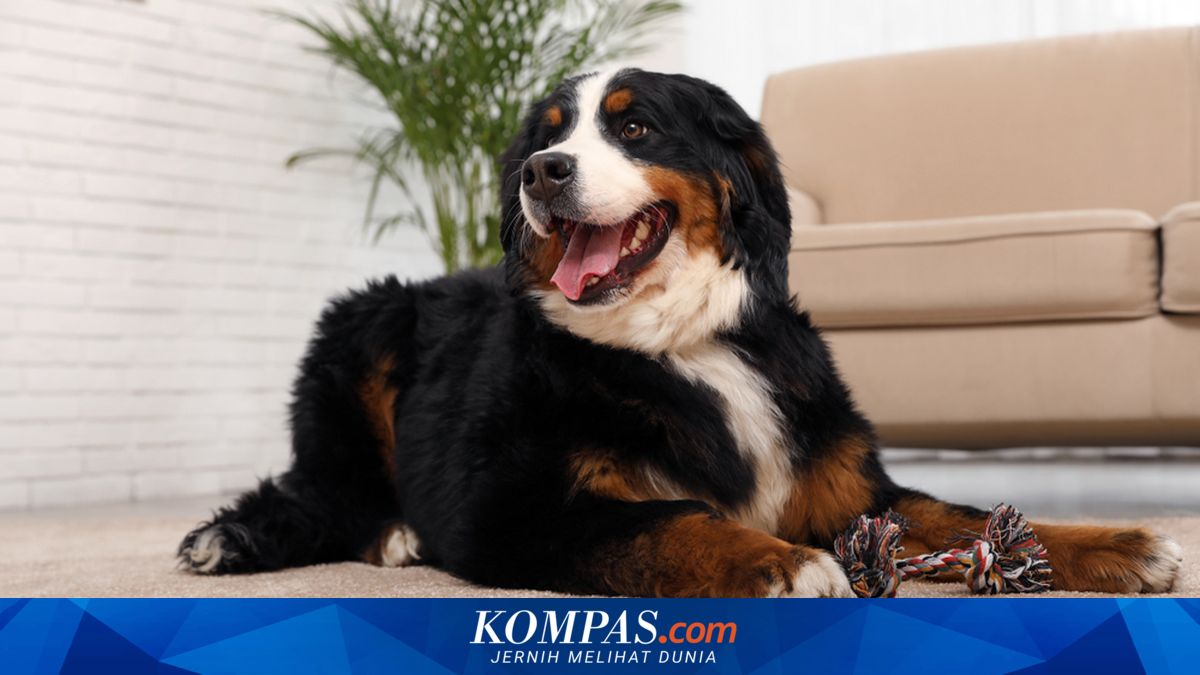 10 Ras Anjing Besar yang Cocok untuk Keluarga, Setia dan Penyayang