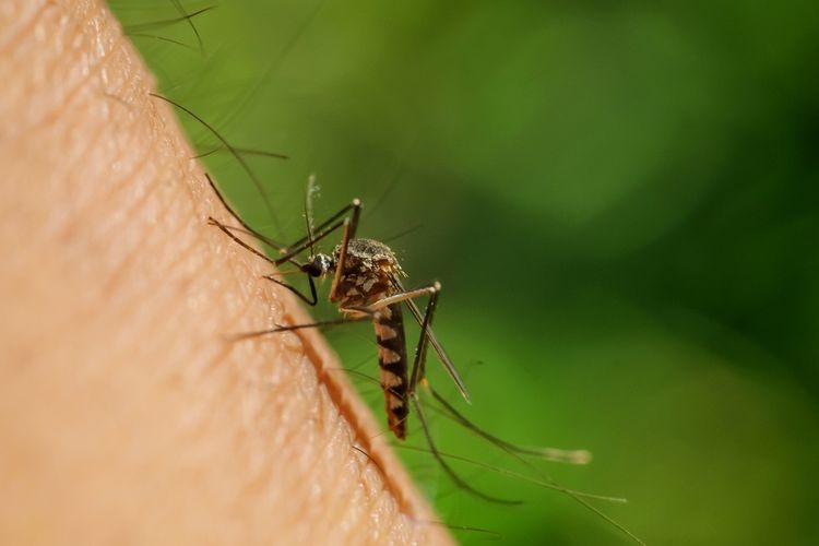 Ilustrasi nyamuk DBD. Kementerian Kesehatan mengingatkan dampak El Nino menyebabkan nyamuk DBD semakin ganas. 