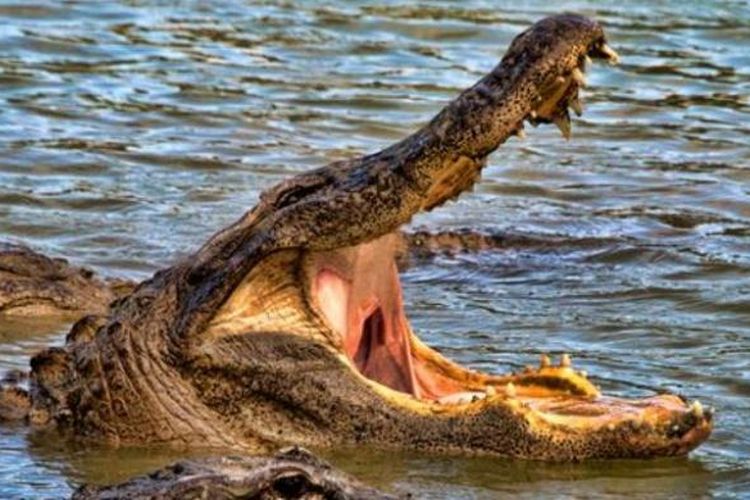 Buaya Amerika atau aligator banyak terdapat di Florida.