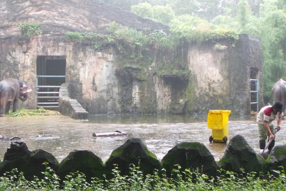Petugas membersihkan saluran air di kandang Gajah Sumatera di Taman Margasatwa Ragunan, Jakarta Selatan. Senin (3/2/2014).