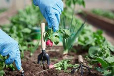 Ingin Menanam Sayuran Organik di Rumah? Perhatikan 4 Hal Ini