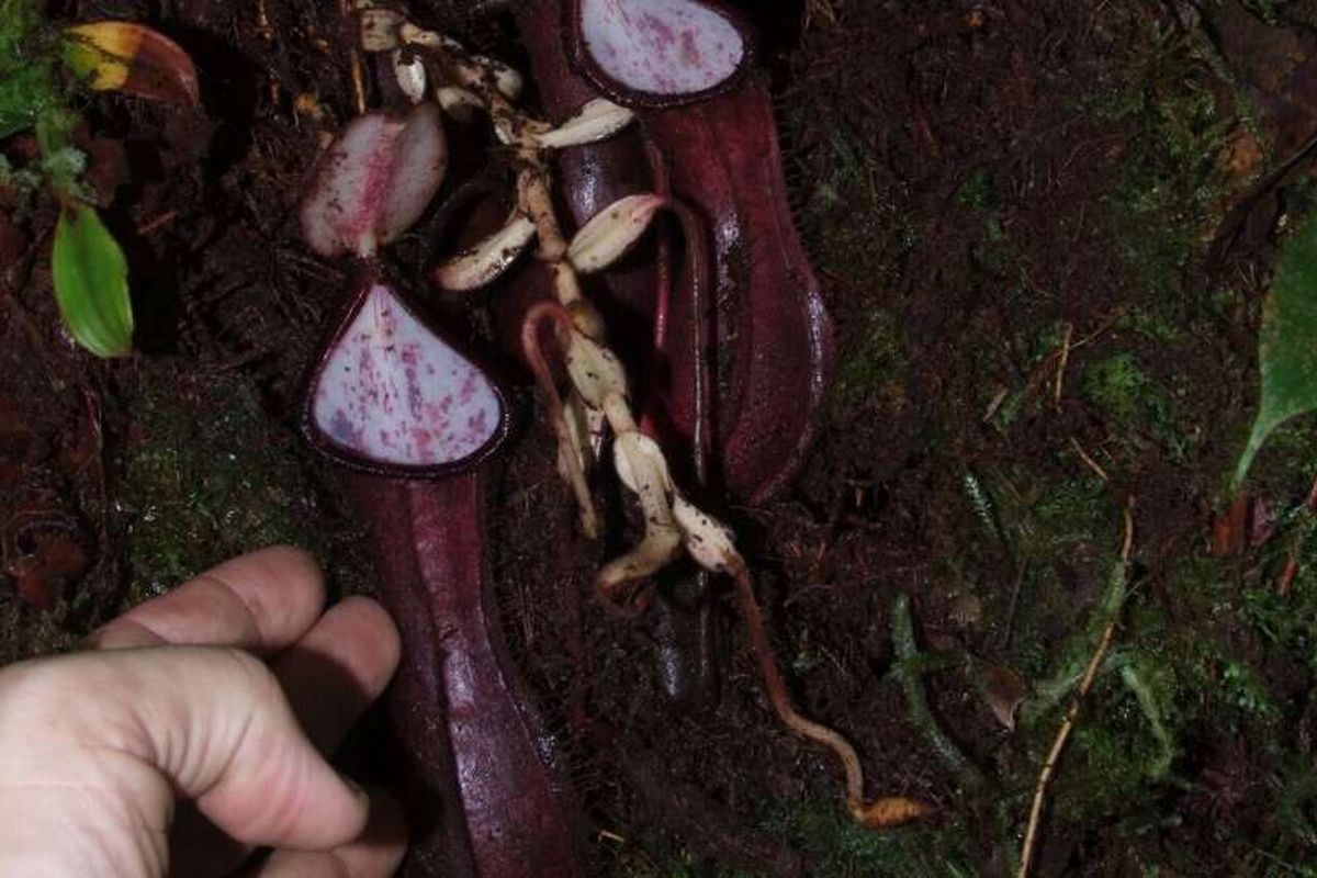 Penampakan Nepenthes pudica, spesies kantong semar baru yang ditemukan di Kalimantan
