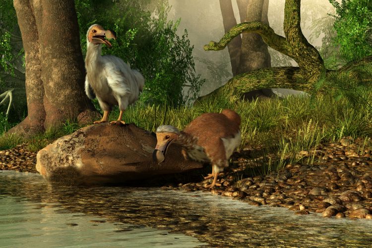 Ilustrasi burung dodo