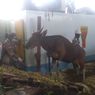 200 Ekor Sapi Tiba di Sorong untuk Memenuhi Kebutuhan Hewan Kurban