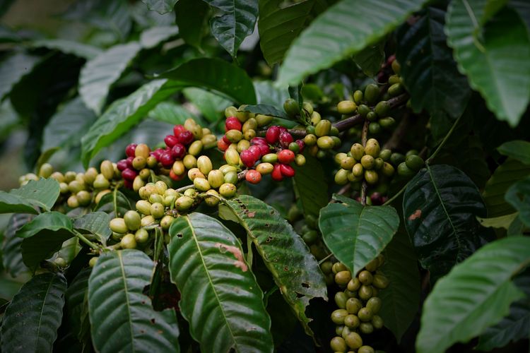 Ilustrasi biji kopi robusta 