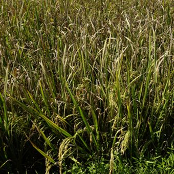 Ilustrasi tanaman padi terserang hawar daun padi