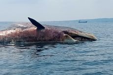 Bangkai Ikan Paus Sepanjang 20 Meter Terdampar di Perairan Sampang