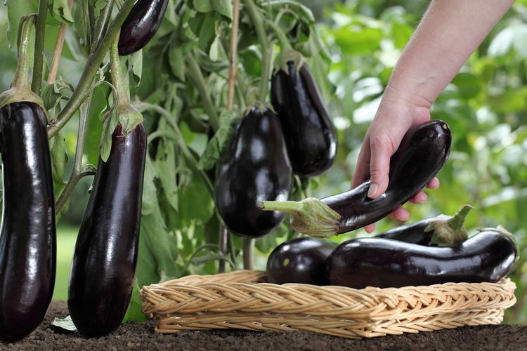 Ilustrasi terong ungu, tanaman terong ungu. 