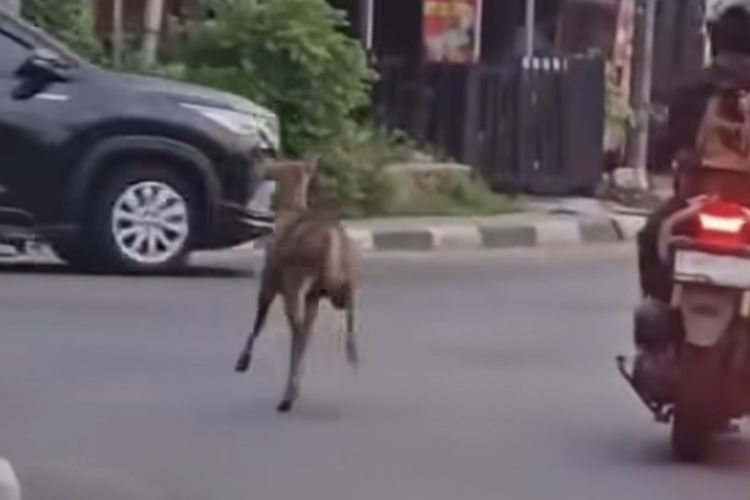Rusa yang Berlari di Pancoran Ternyata Bobol Pintu Kandang, Sempat Ketakutan di Jalan