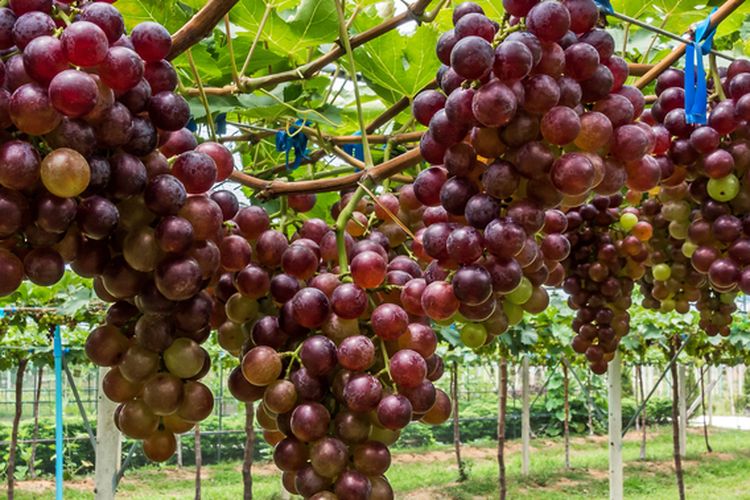 Ilustrasi tanaman anggur.