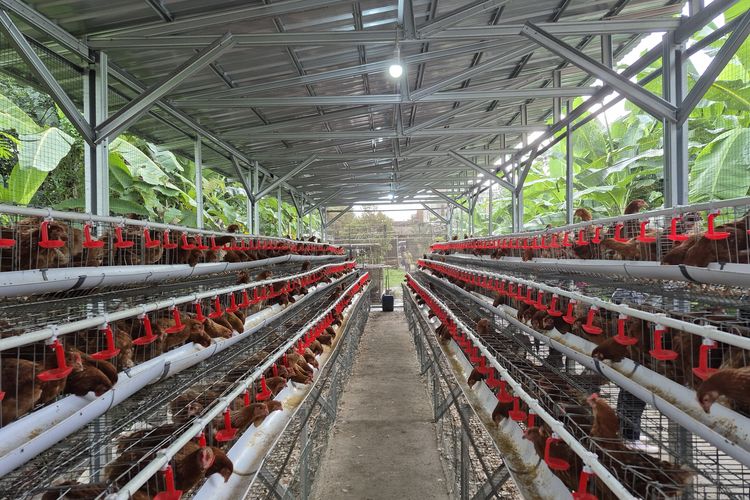 Harga Ayam dan Telur Naik, Mendag Jaga Peternak Agar Tidak Bangkrut