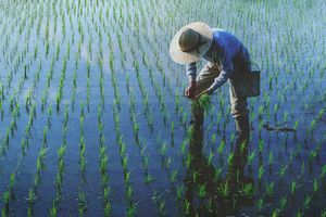 Gaji Rp 2,5 Miliar Ditinggal, Engineer Huawei Ini Pilih Bertani Jagung