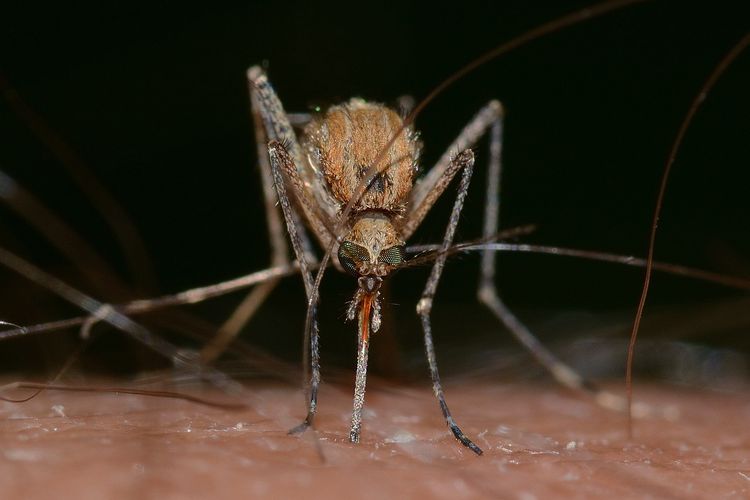 Mengapa Virus HIV/AIDS Tidak Dapat Ditularkan Melalui Gigitan Nyamuk?