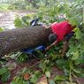Bencana Angin Kencang di Wonogiri, Petani Tewas Tertimpa Pohon Tumbang