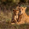 5 Hewan yang Memakan Anaknya Sendiri, Salah Satunya Singa