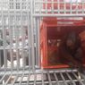 3 Orangutan Korban Perdagangan Satwa Liar Direpatriasi dari Thailand ke Jambi
