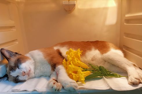 8 Penyebab Kucing Mati Mendadak yang Perlu Diwaspadai