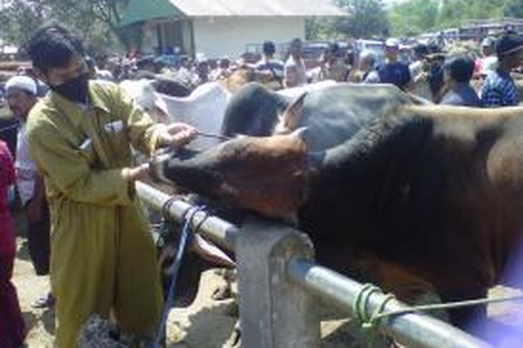 Petugas Dinas Peternakan dan Perikanan sedang memeriksa kesehatan sapi kurban di Pasar Hewan Muntilan, Kabupaten Magelang Jawa Tengah, Jumat (18/9/2015).