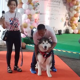 Ajang berkumpul sejumlah komunitas pecinta anjing, termasuk anjing Alaskan Malamute dihelat di Jakarta Barat, Minggu (26/2/2023).