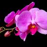 8 Bunga Pembawa Keberuntungan Menurut Feng Shui