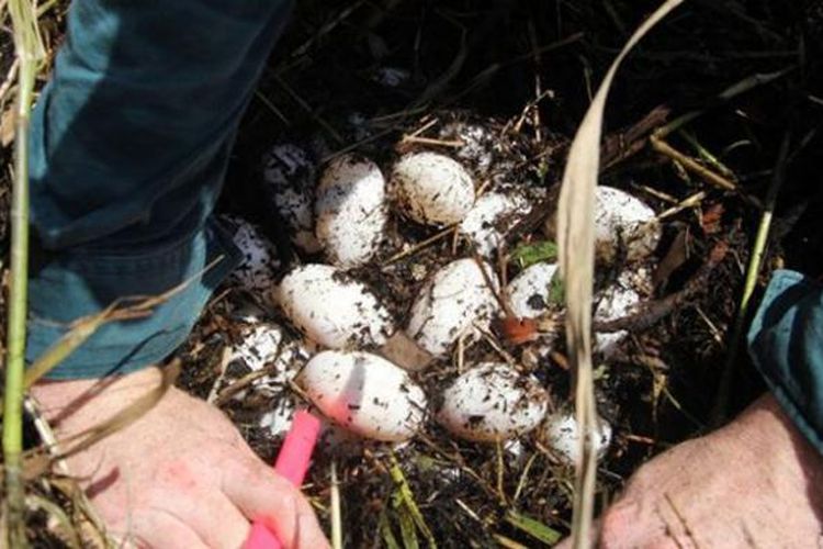  Telur buaya dari daerah rawa-rawa Malacca Swamp, di bagian selatan Kota Darwin.


