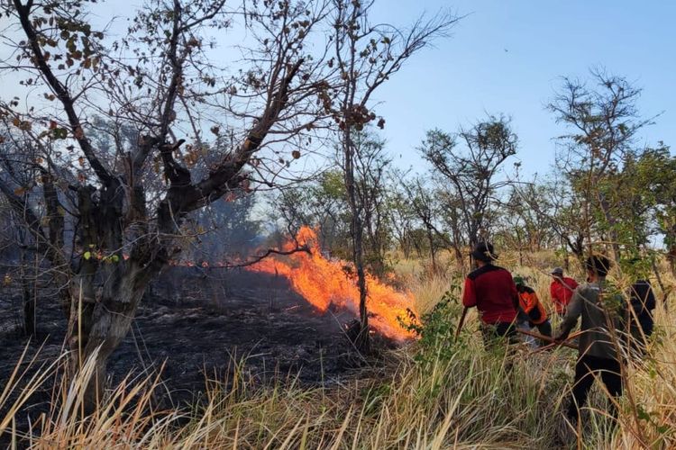 Petugas BTNGT saat melakukan pemadaman api di area konservasi yang terbakar, Jumat (6/10/2023).