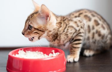 Ilustrasi kucing makan nasi
