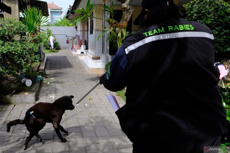Ilustrasi: Petugas Dinas Pertanian Kota Denpasar menembakkan vaksin anti rabies pada seekor anjing dengan menggunakan sumpit saat kegiatan vaksinasi rabies 2024 di Dusun Taman, Desa Penatih Dangin Puri, Denpasar, Bali, Rabu (24/1/2024). 