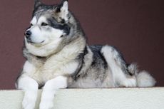 Perbedaan antara Alaskan Malamute dan Siberian Husky