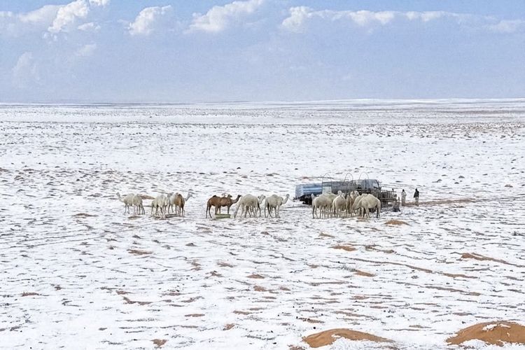 Sekawanan unta berjalan melintasi gurun yang tertutup salju di Arab Saudi.