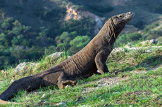 8 Fakta Komodo, Spesies Kadal Terbesar di Bumi yang Terancam Punah