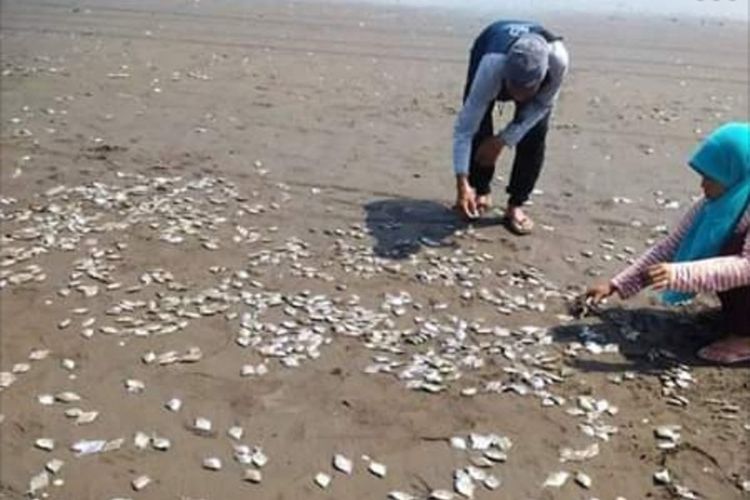 Warga memungut ikan yang mati dan terdampar di Pantai Cemara Sewu, Jetis, Kecamatan Nusawungu, Kabupaten Cilacap, Jawa Tengah, Sabtu (12/10/2019).