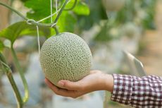 Panen dan Pasca-panen Melon agar Kualitasnya Tetap Terjaga