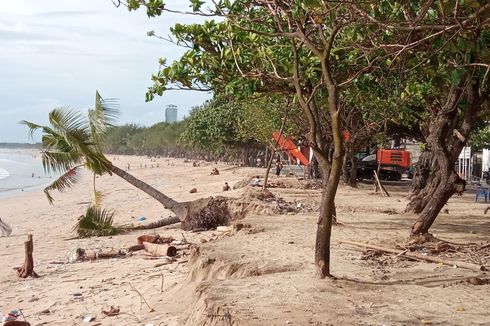 Abrasi di Pantai Kuta Makin Parah, Sejumlah Pohon Kelapa Tumbang